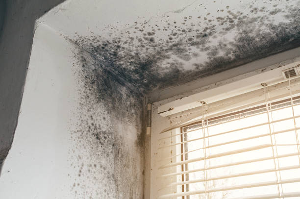 Trusted Bathroom Mold Removal service in Conklin, MI - Cheap Mold Removal