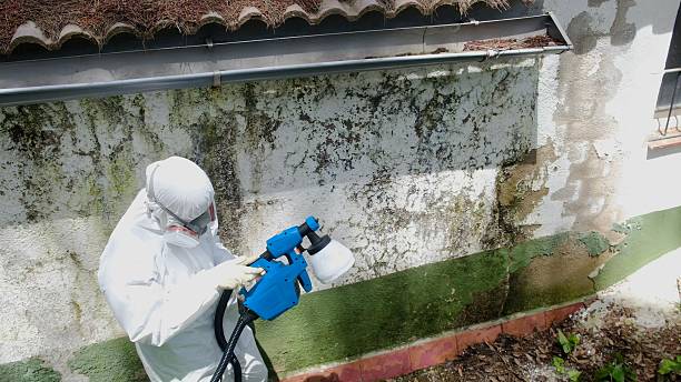 Trusted Mold Remediation service in Conklin, MI - Cheap Mold Removal